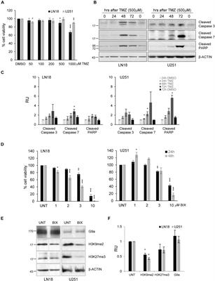 Pre-treatment or Post-treatment of Human Glioma Cells With BIX01294, the Inhibitor of Histone Methyltransferase G9a, Sensitizes Cells to Temozolomide